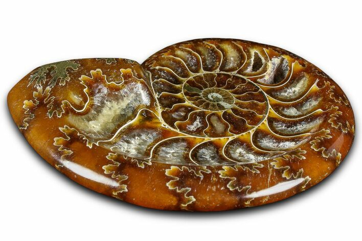 Polished Fossil Ammonite Dish - Madagascar #361366